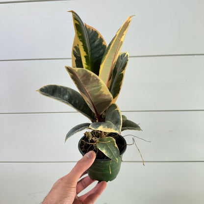 Ficus Tineke