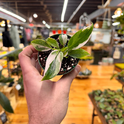 Philodendron White Wizard