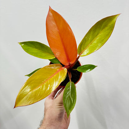 Philodendron Tangerine