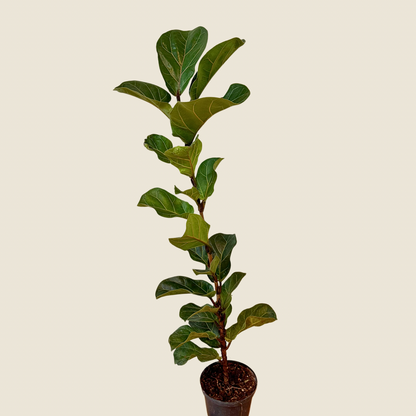 Ficus Lyrata &