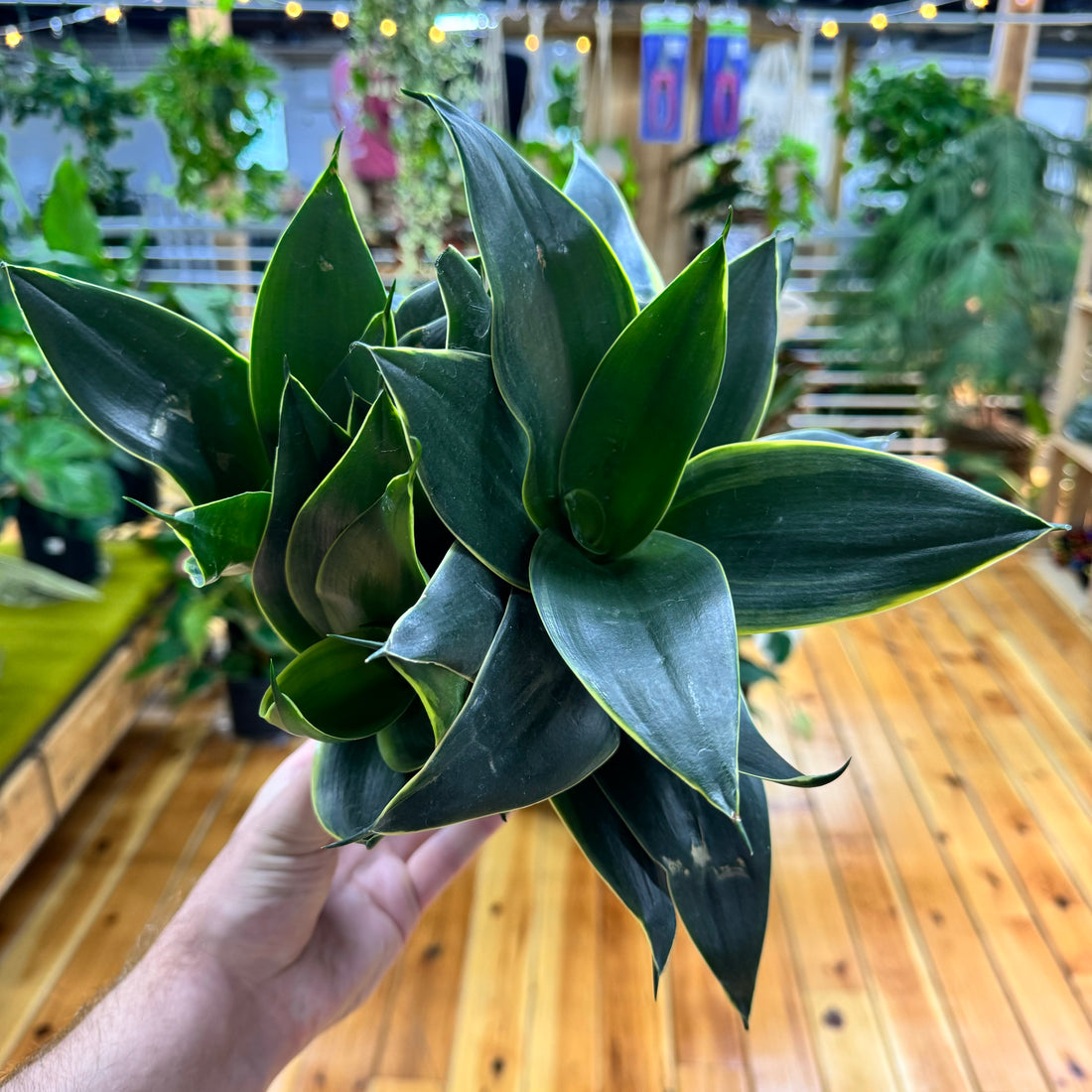 Sansevieria Black Gold