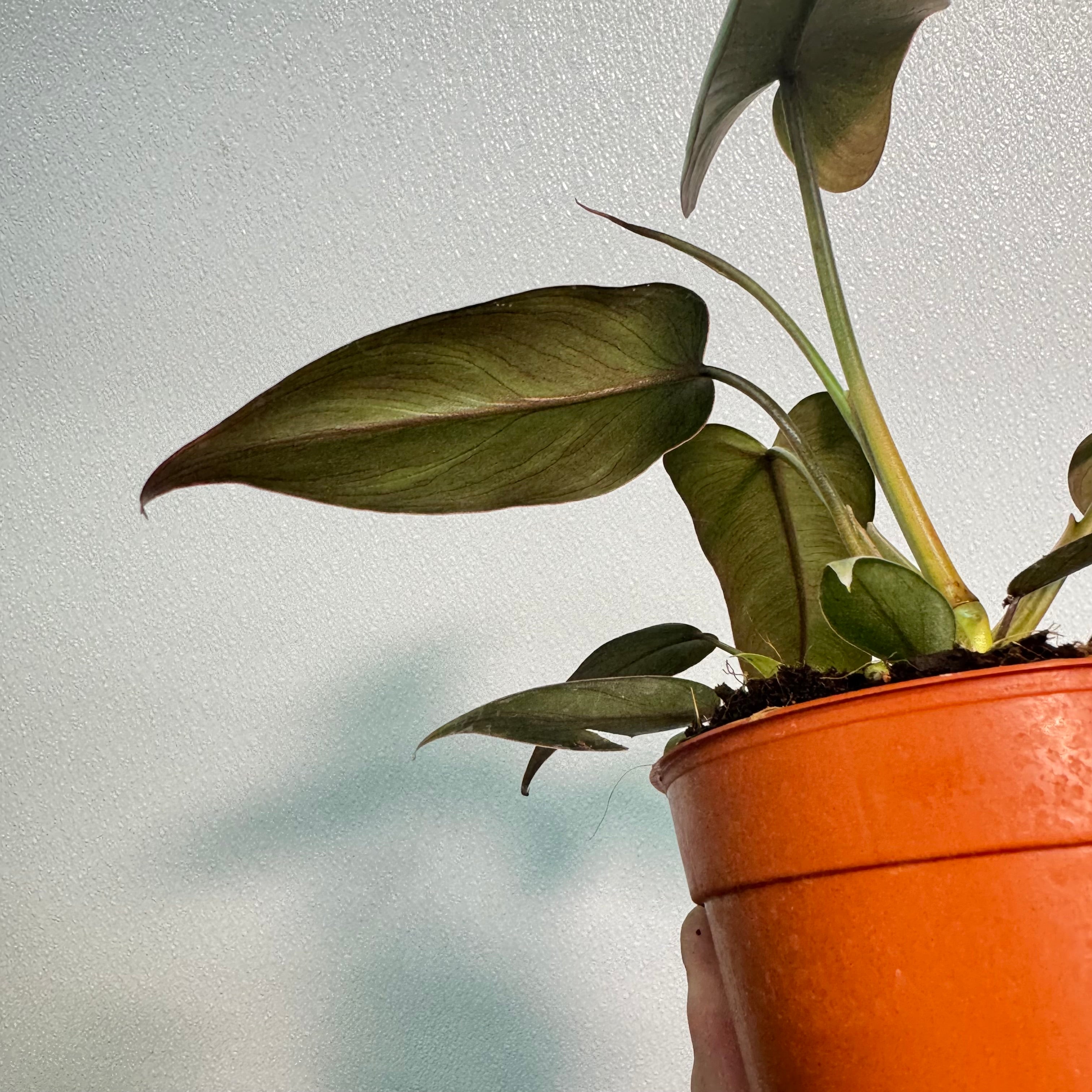 Philodendron Atabapoense