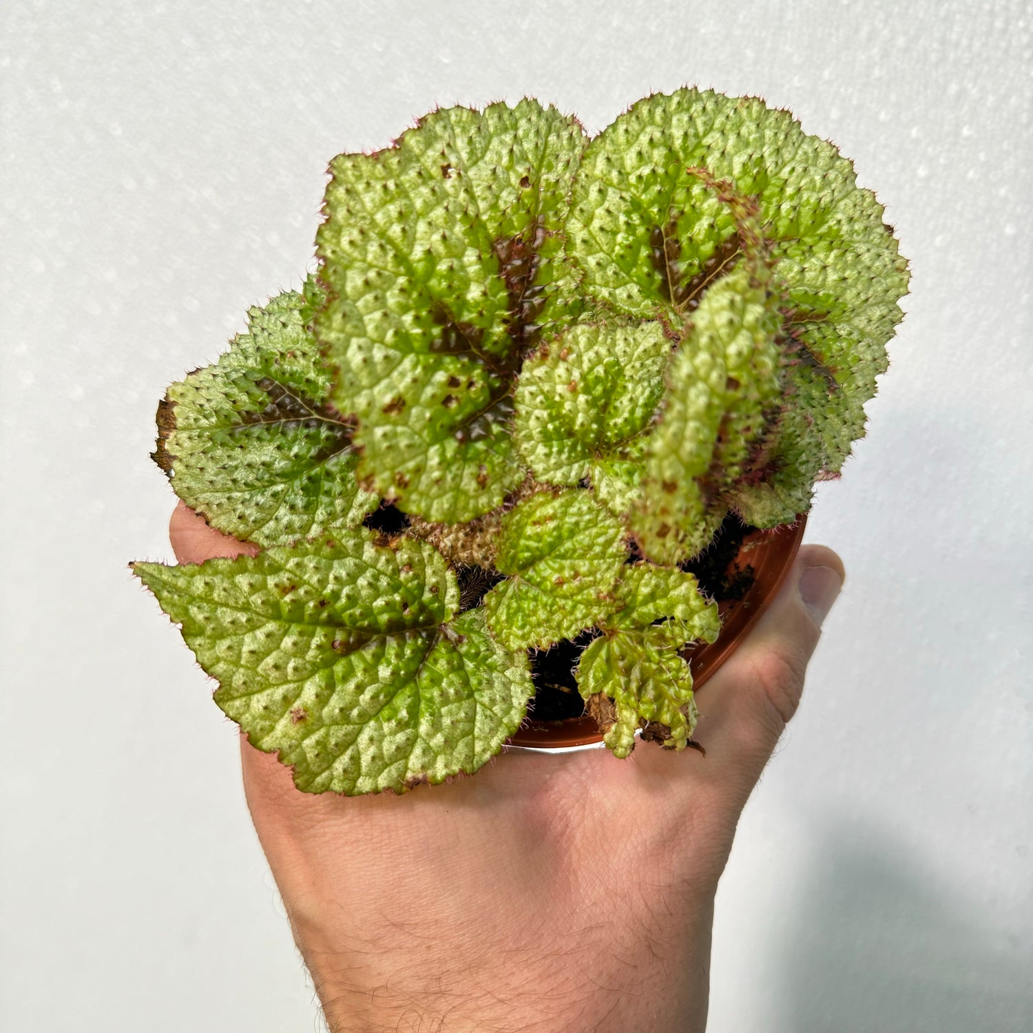 Begonia Tricolor Variegata Masoniana