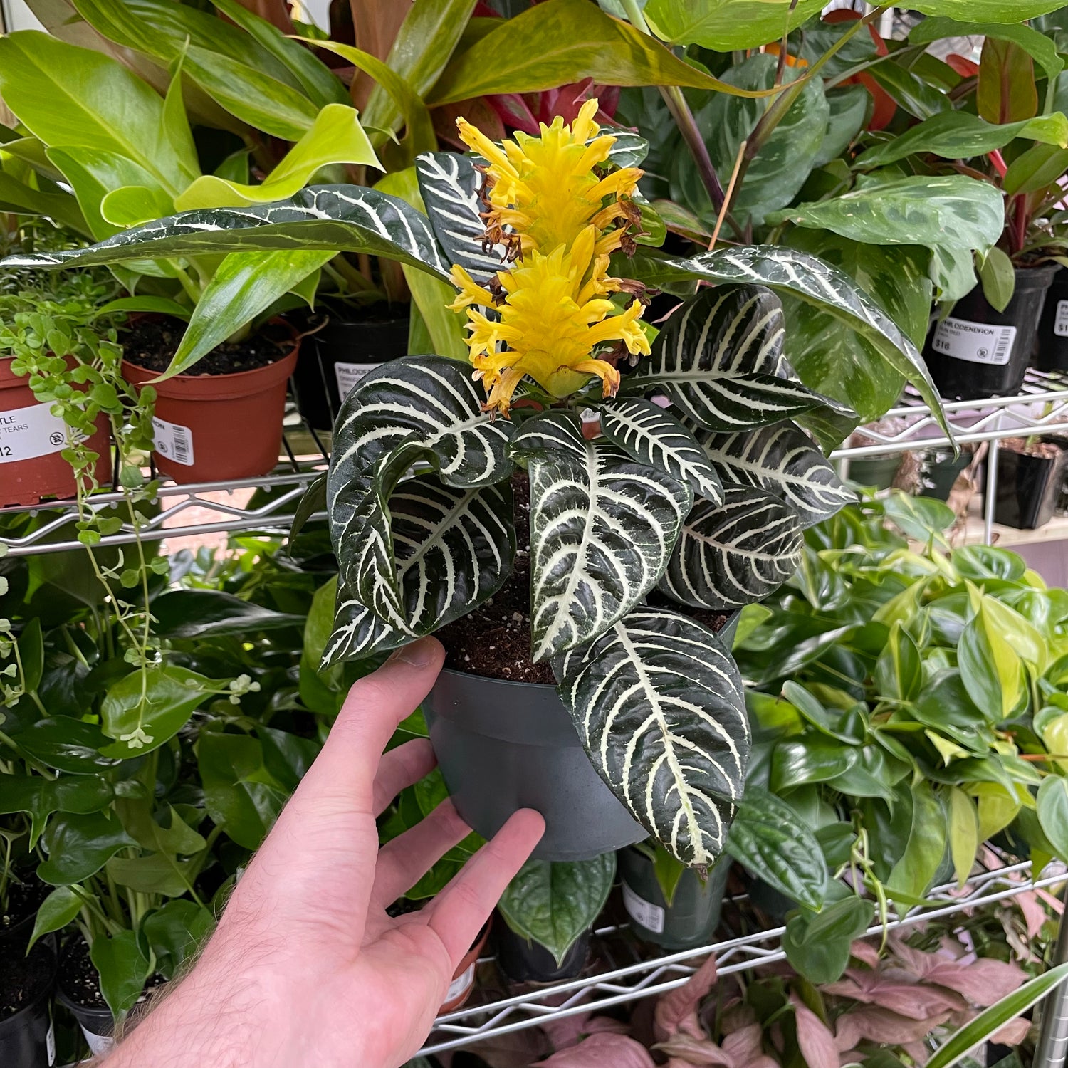 Aphelandra Zebra