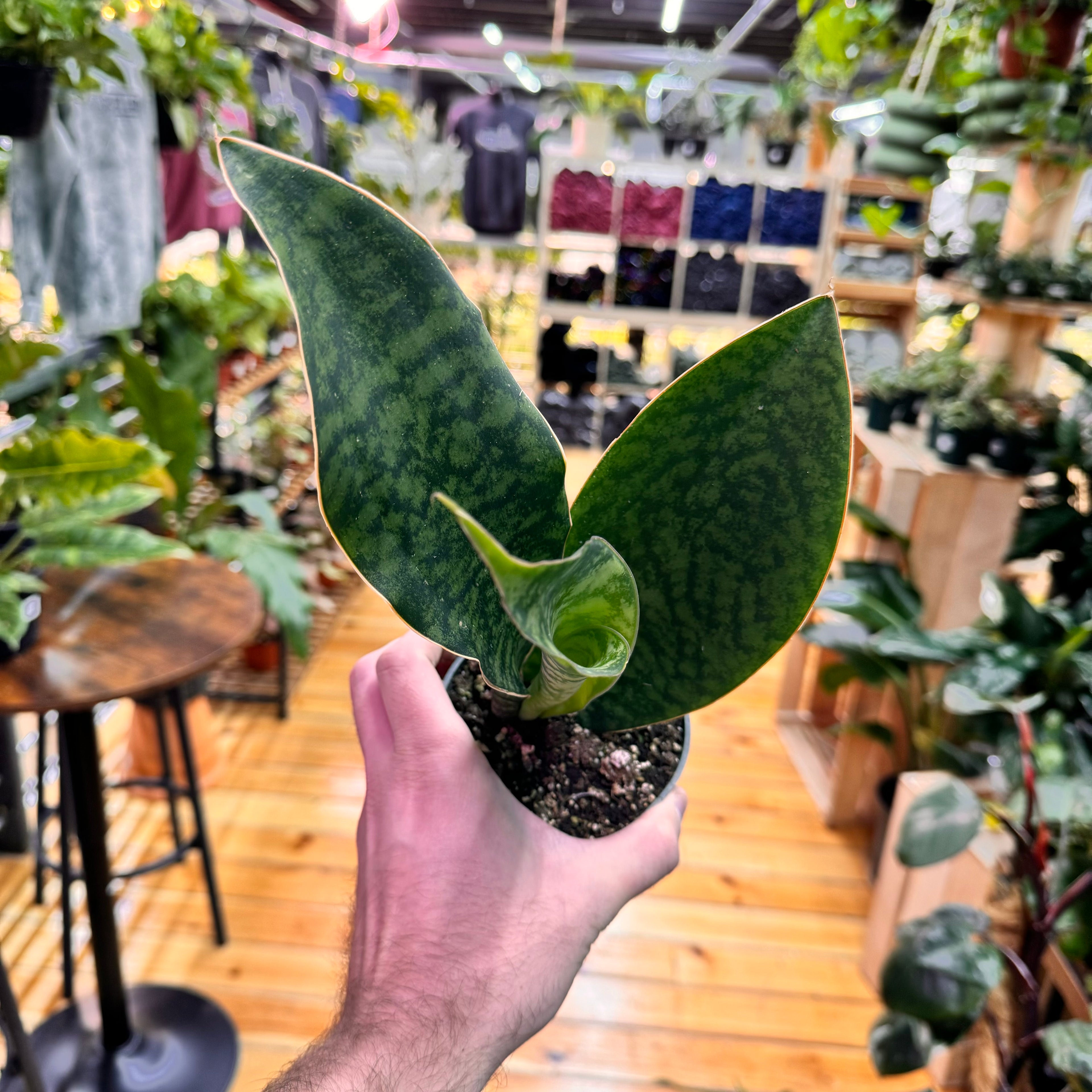 Sansevieria Whale Fin