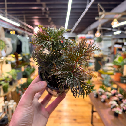 Begonia Bipinnatifida