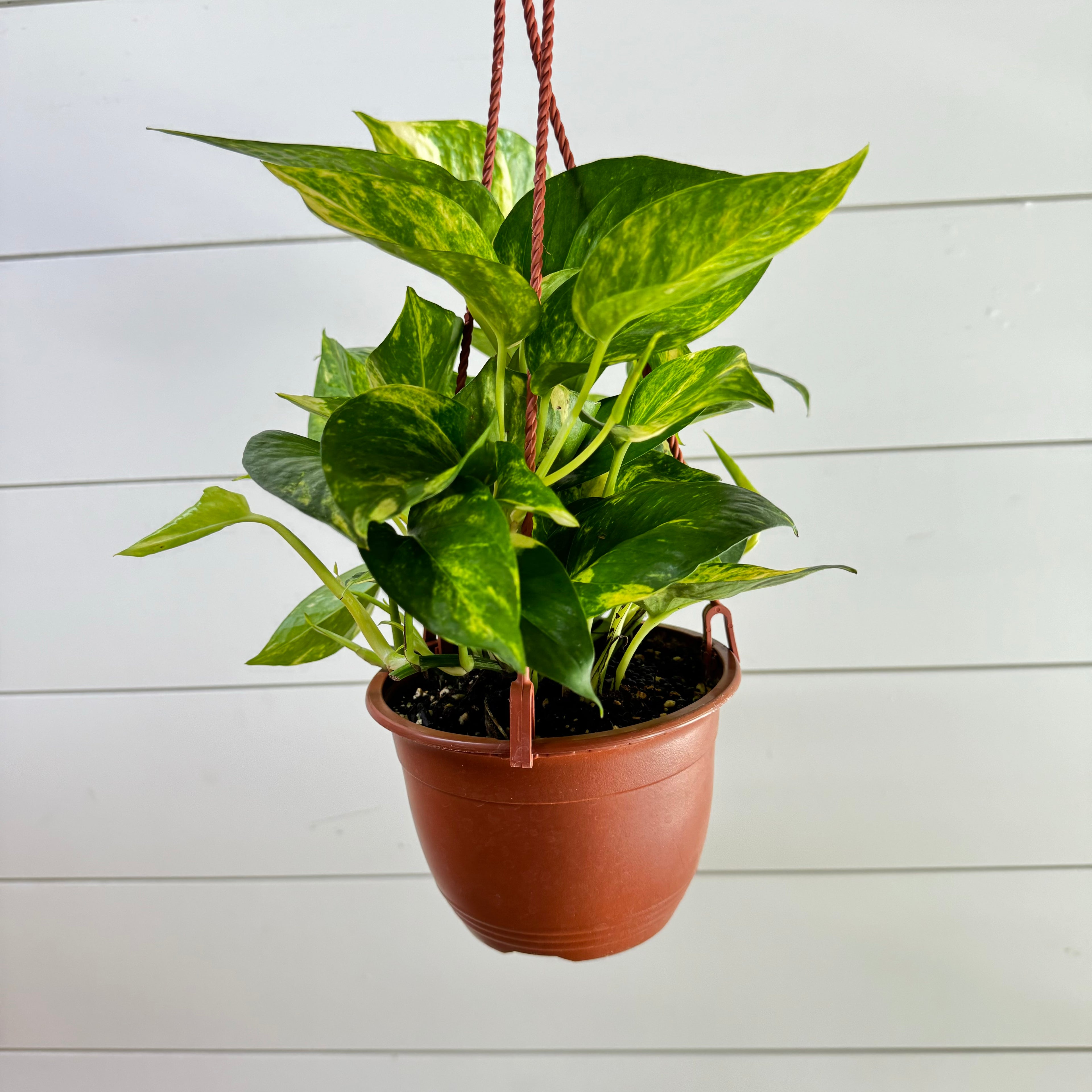 Pothos Hawaiian