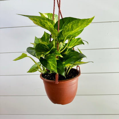 Pothos Hawaiian