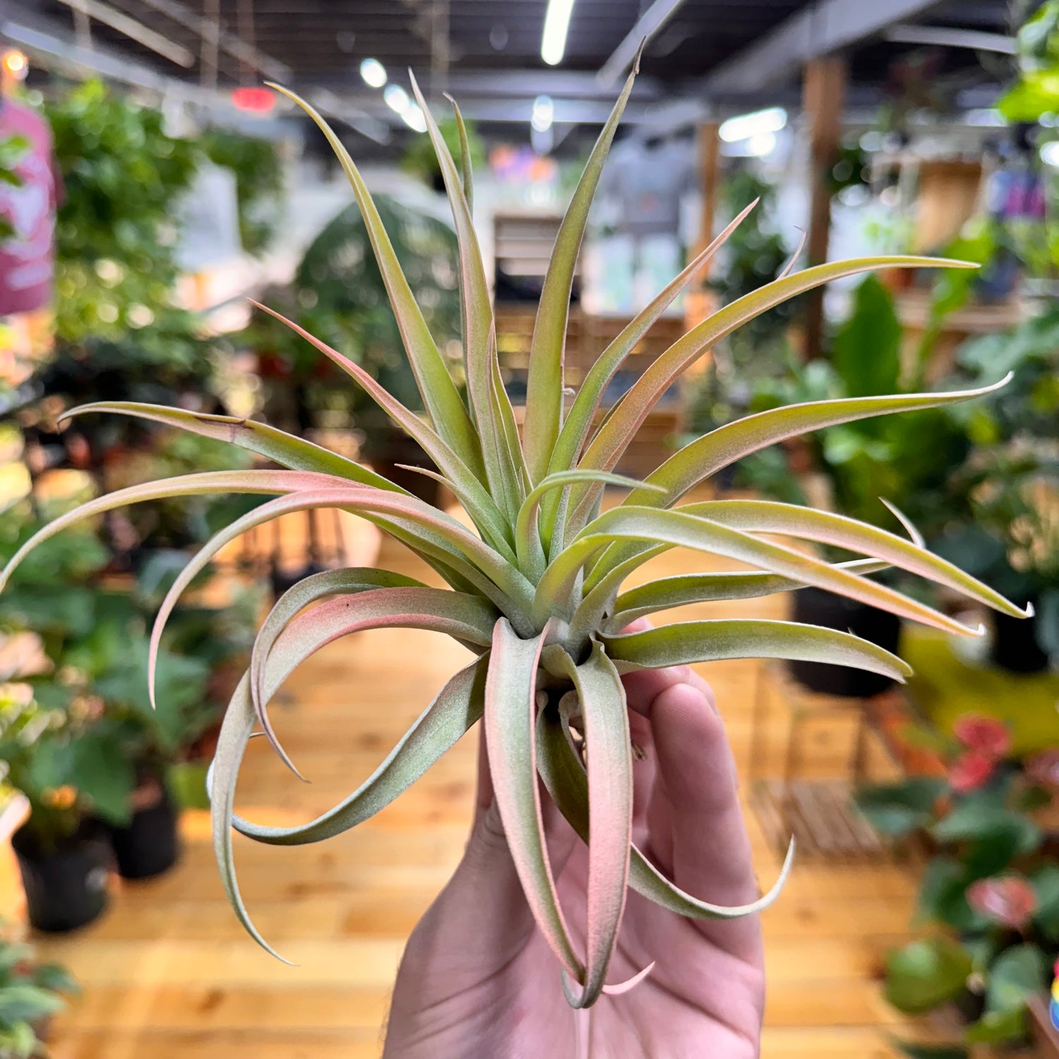 Capitata Peach Air Plant