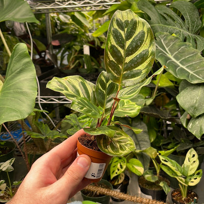 Calathea Makoyana