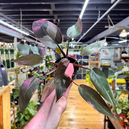 Philodendron Pink Princess