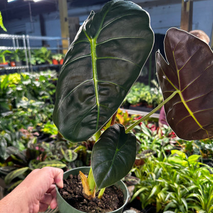 Alocasia Golden Bone