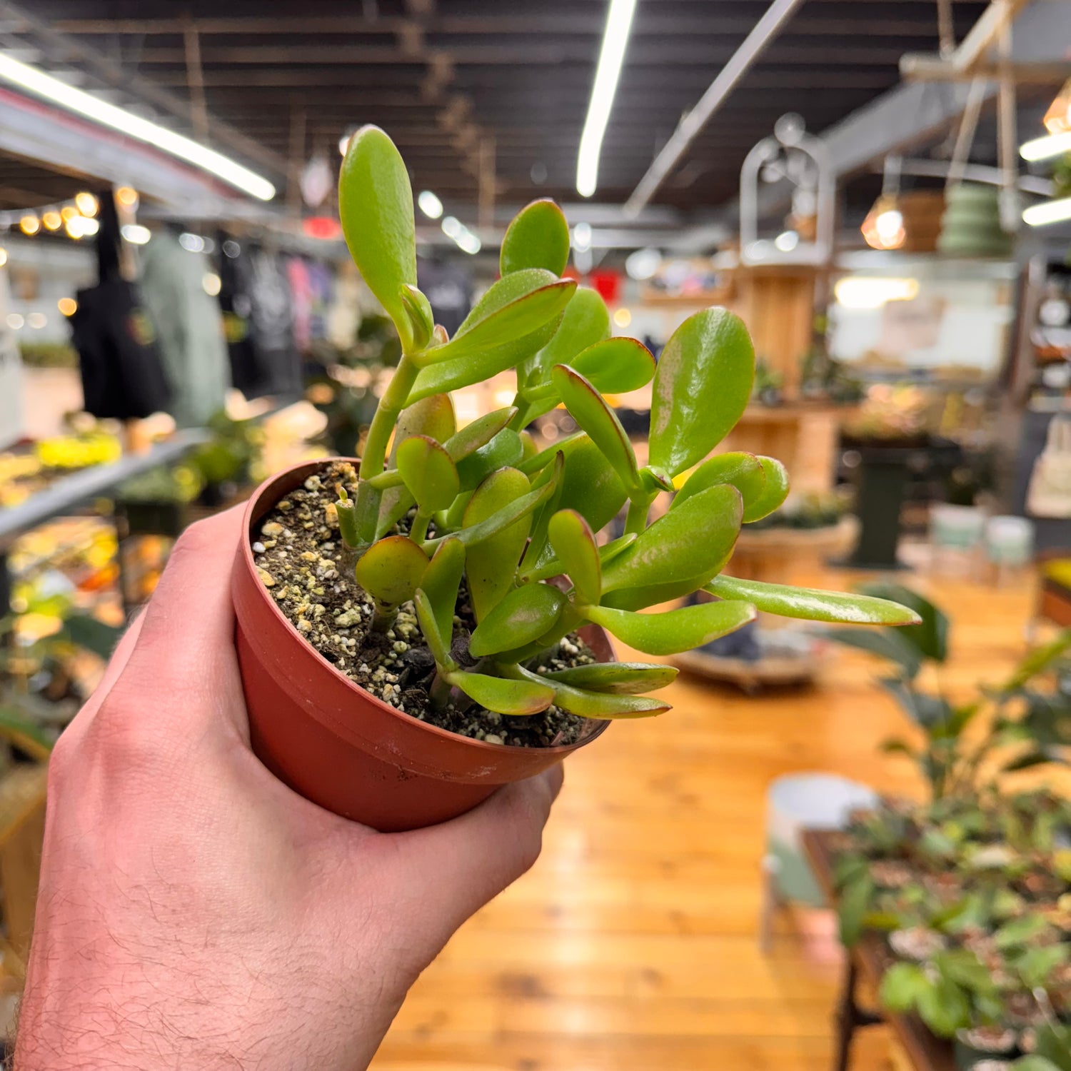 Jade Crassula Succulent