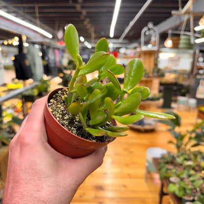 Jade Crassula Succulent