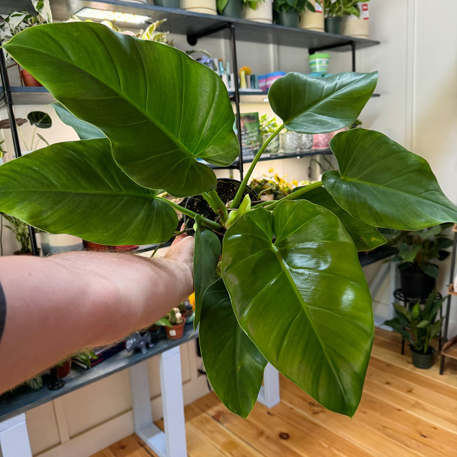 Philodendron Giganteum