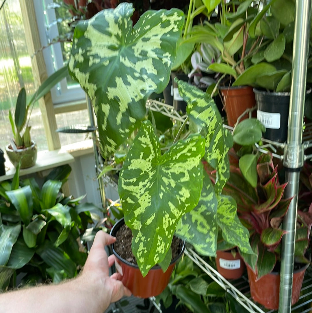 Alocasia Hilo Beauty