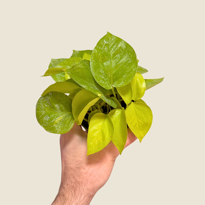 Pothos Neon