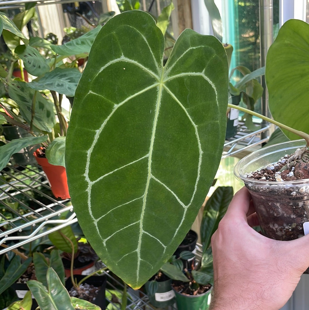 Anthurium Crystallinum