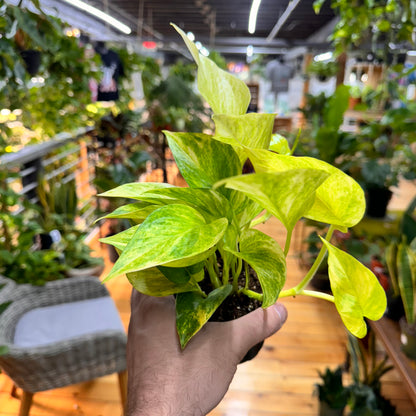 Pothos Neon Queen