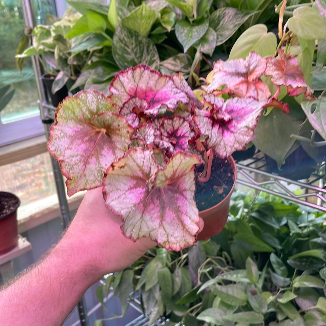 Begonia Rex