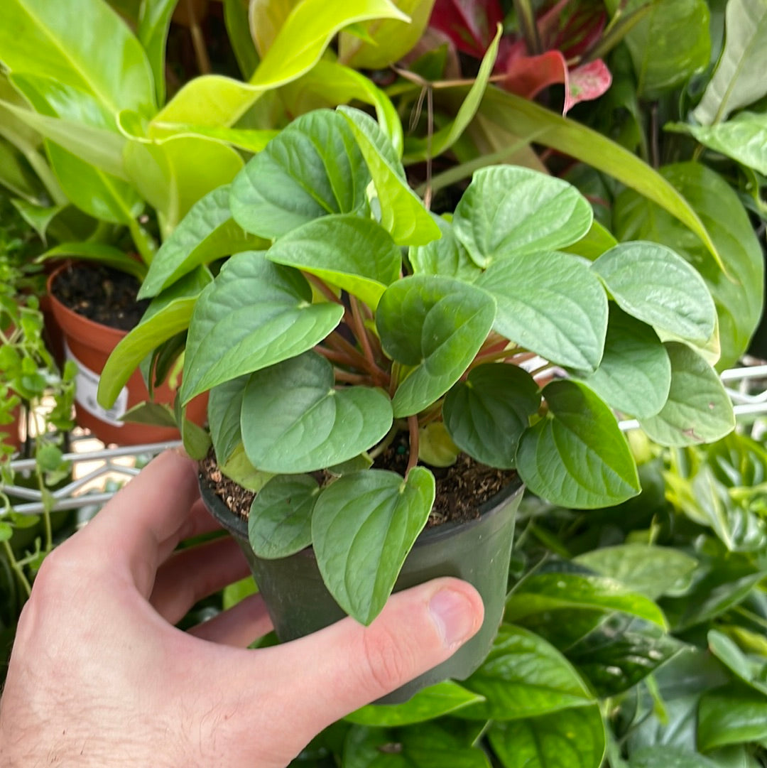 Peperomia Rana Verde