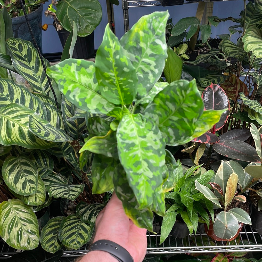 Aglaonema Pictum Tricolor