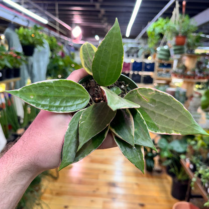 Hoya Macrophylla