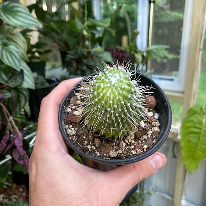 Haageocactus