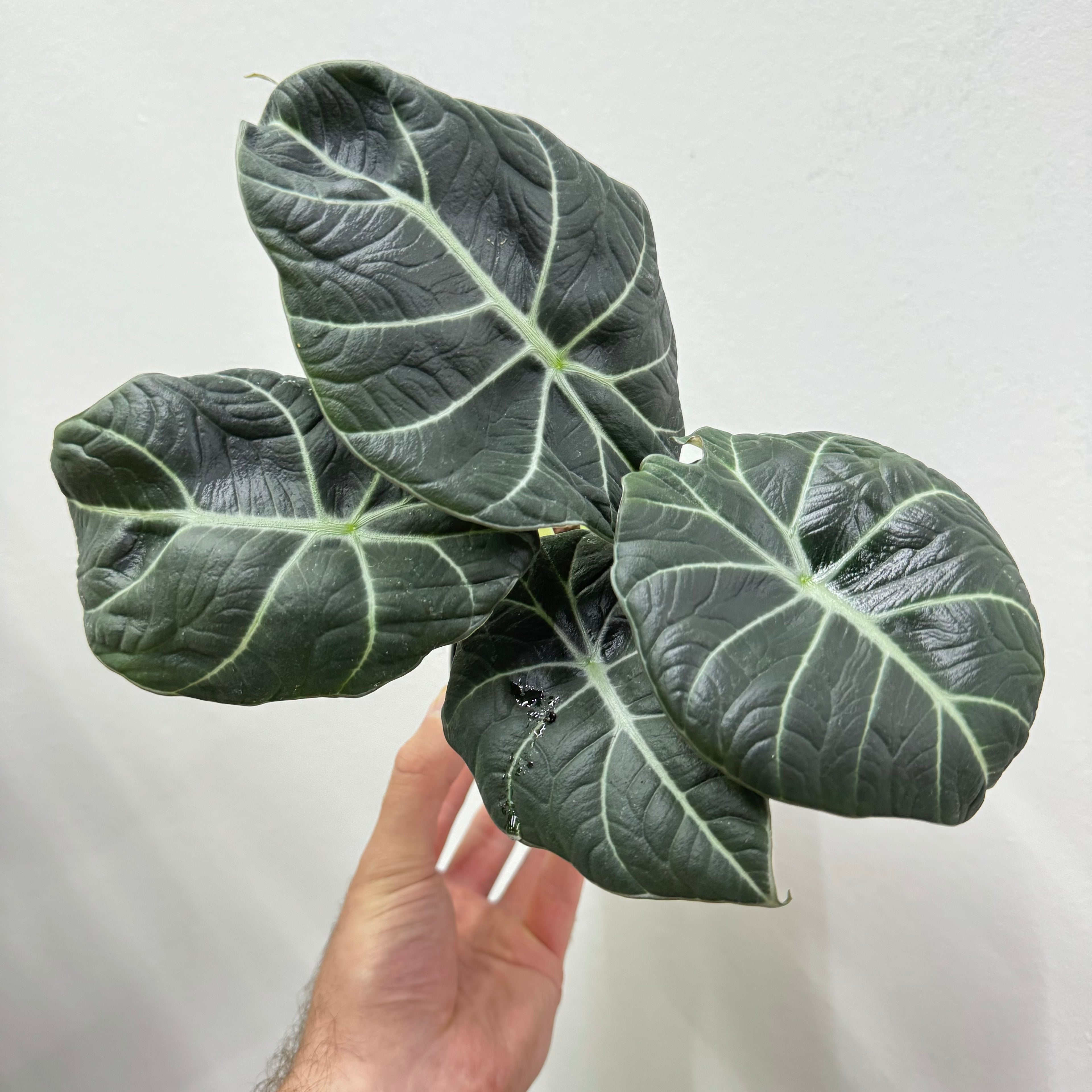 Alocasia Black Velvet