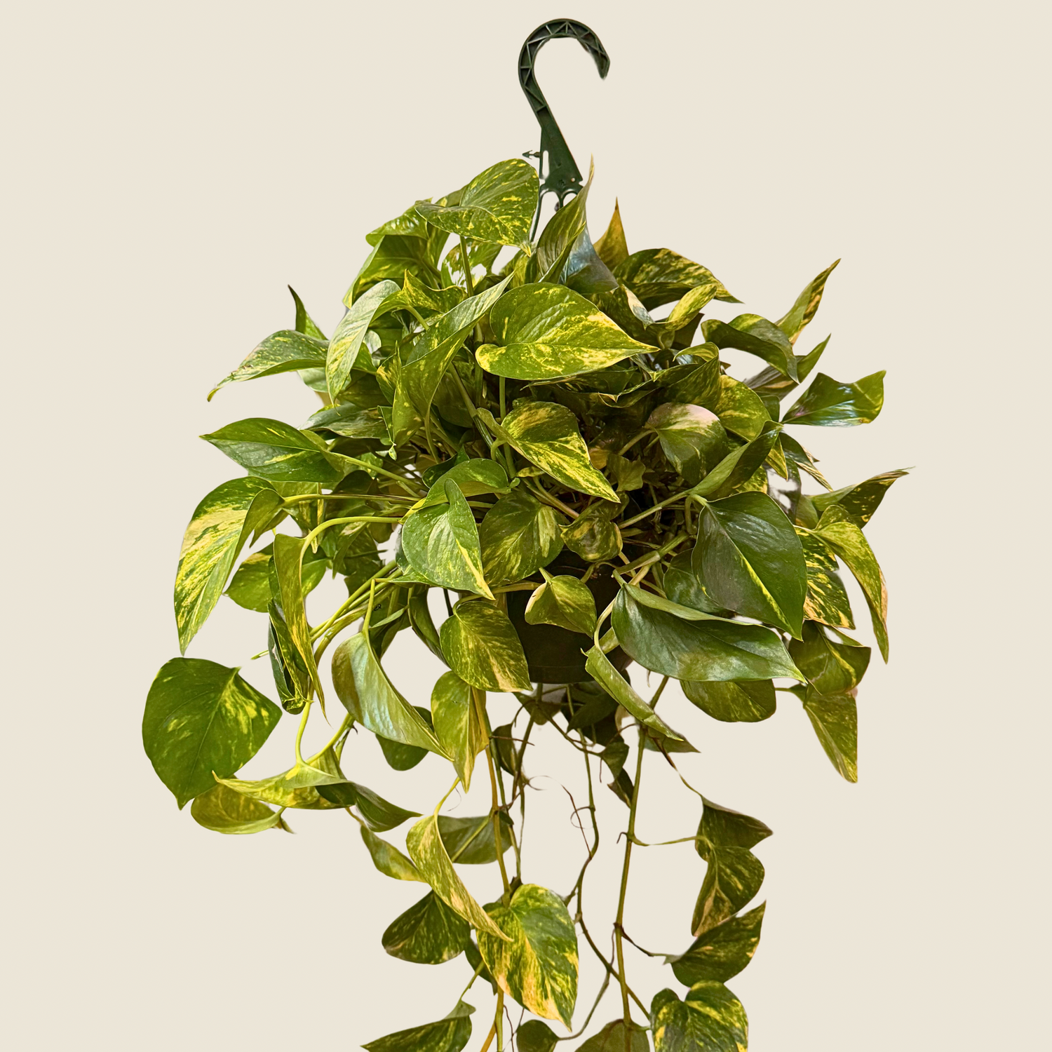 Pothos Golden