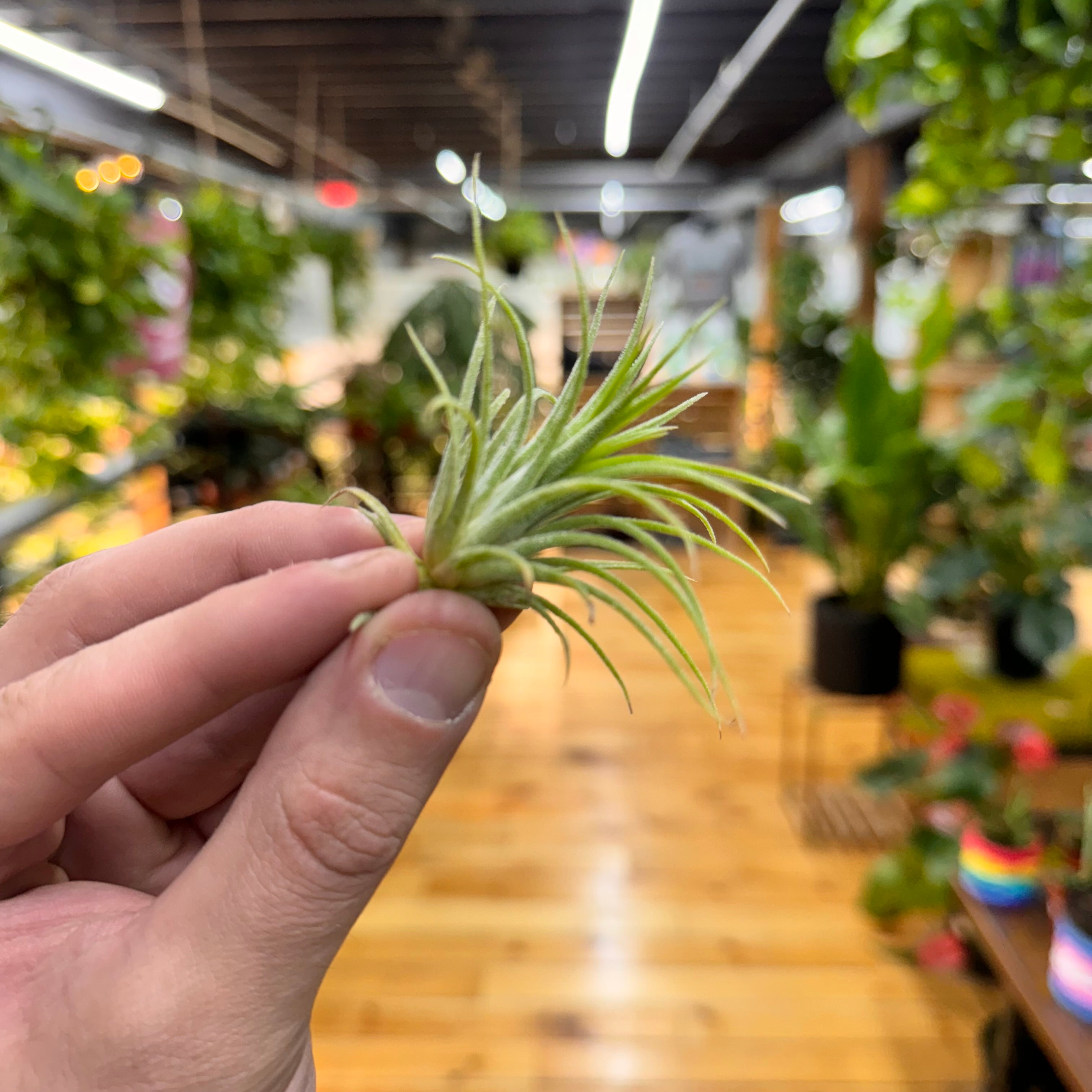 Miniata Air Plant