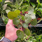 Begonia Strawberry