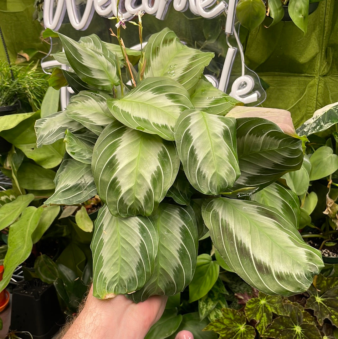 Maranta Silver Band