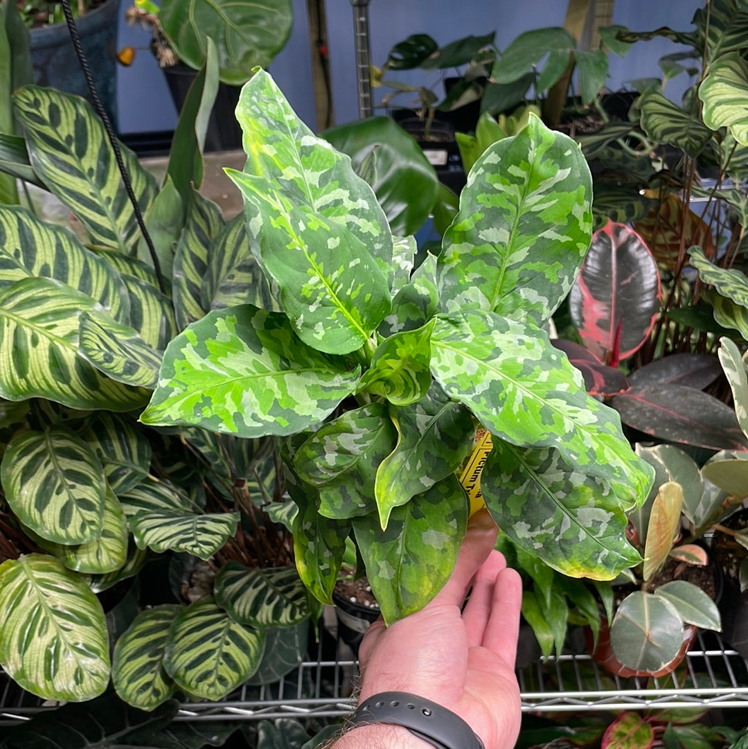 Aglaonema Pictum Tricolor