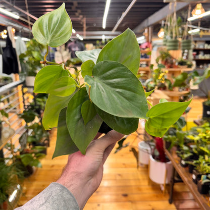 Philodendron Heartleaf