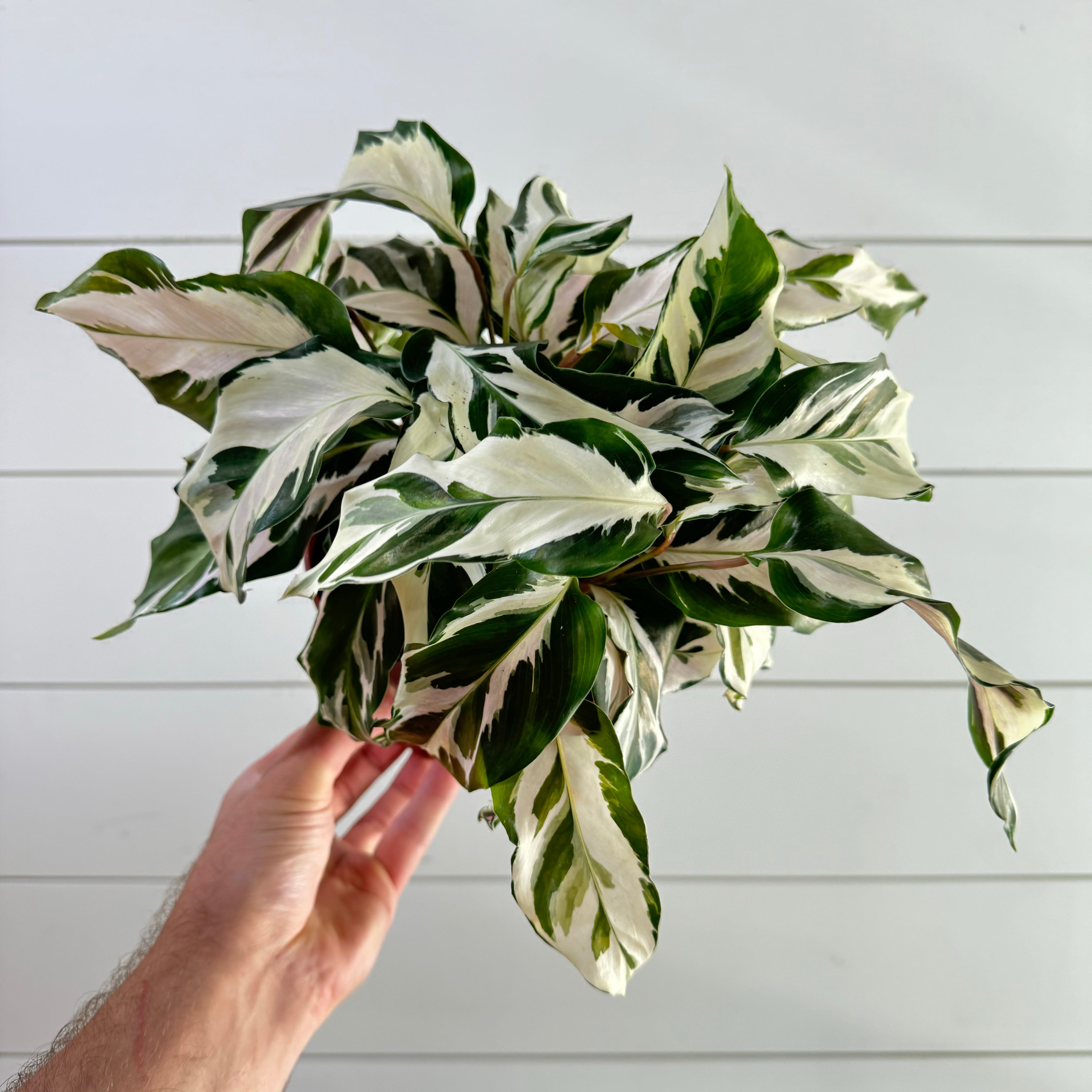 Calathea White Fusion