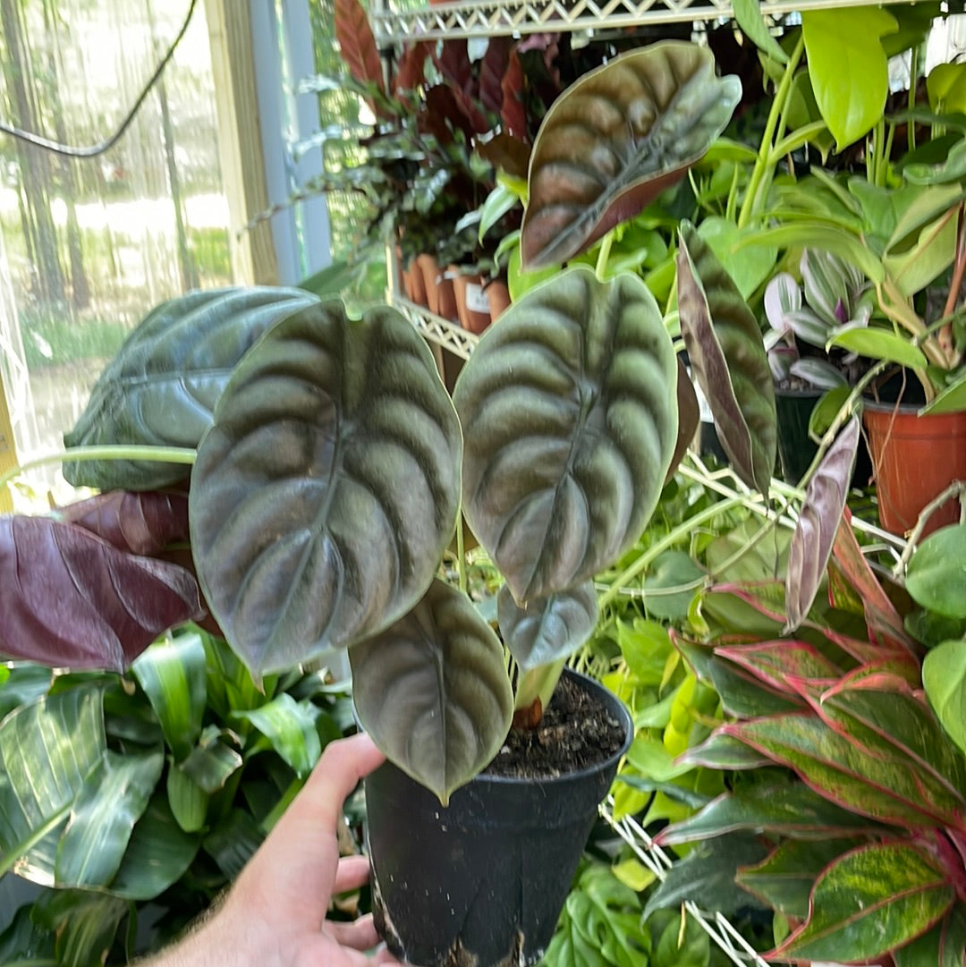 Alocasia Cuprea