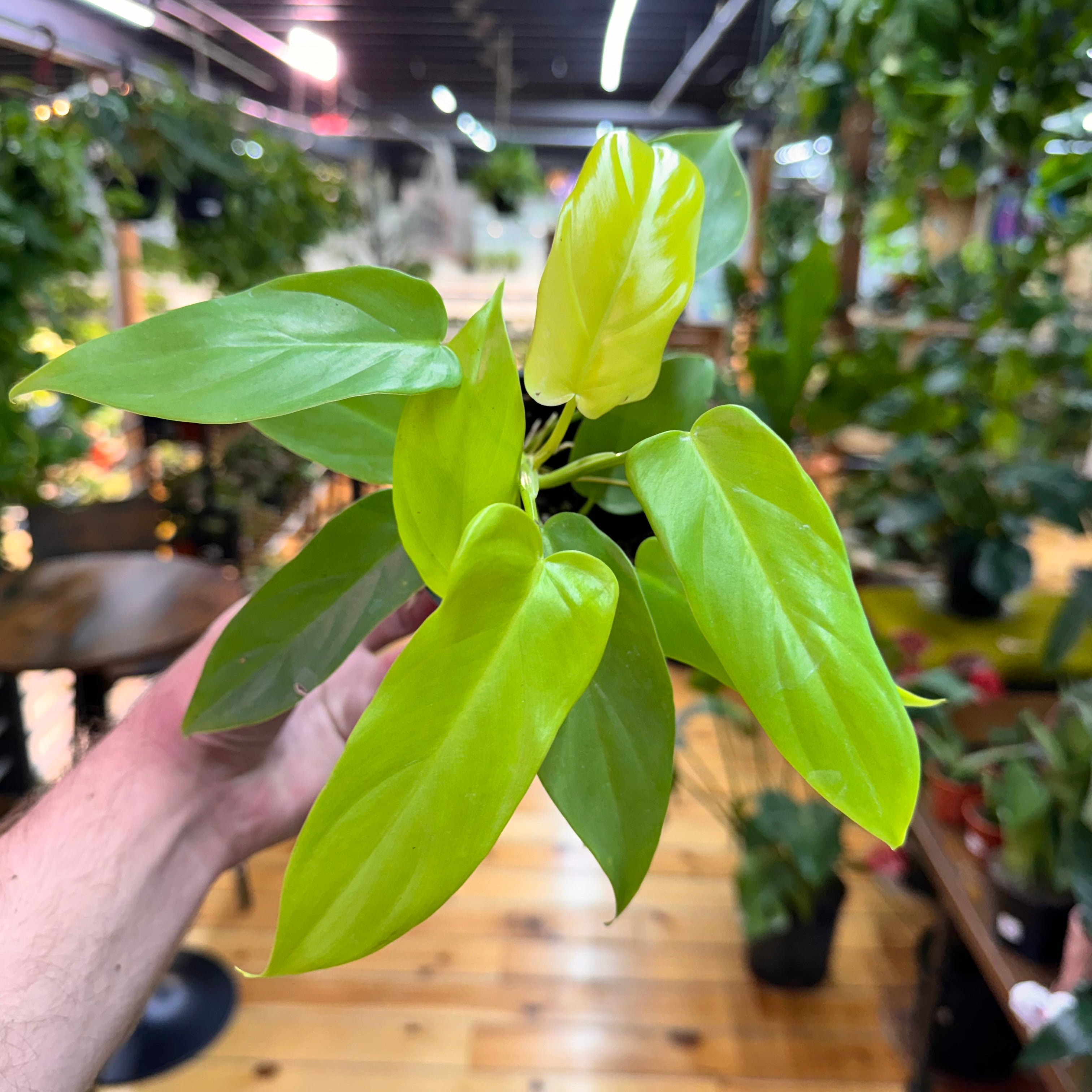 Philodendron Bipennifolium Aurea