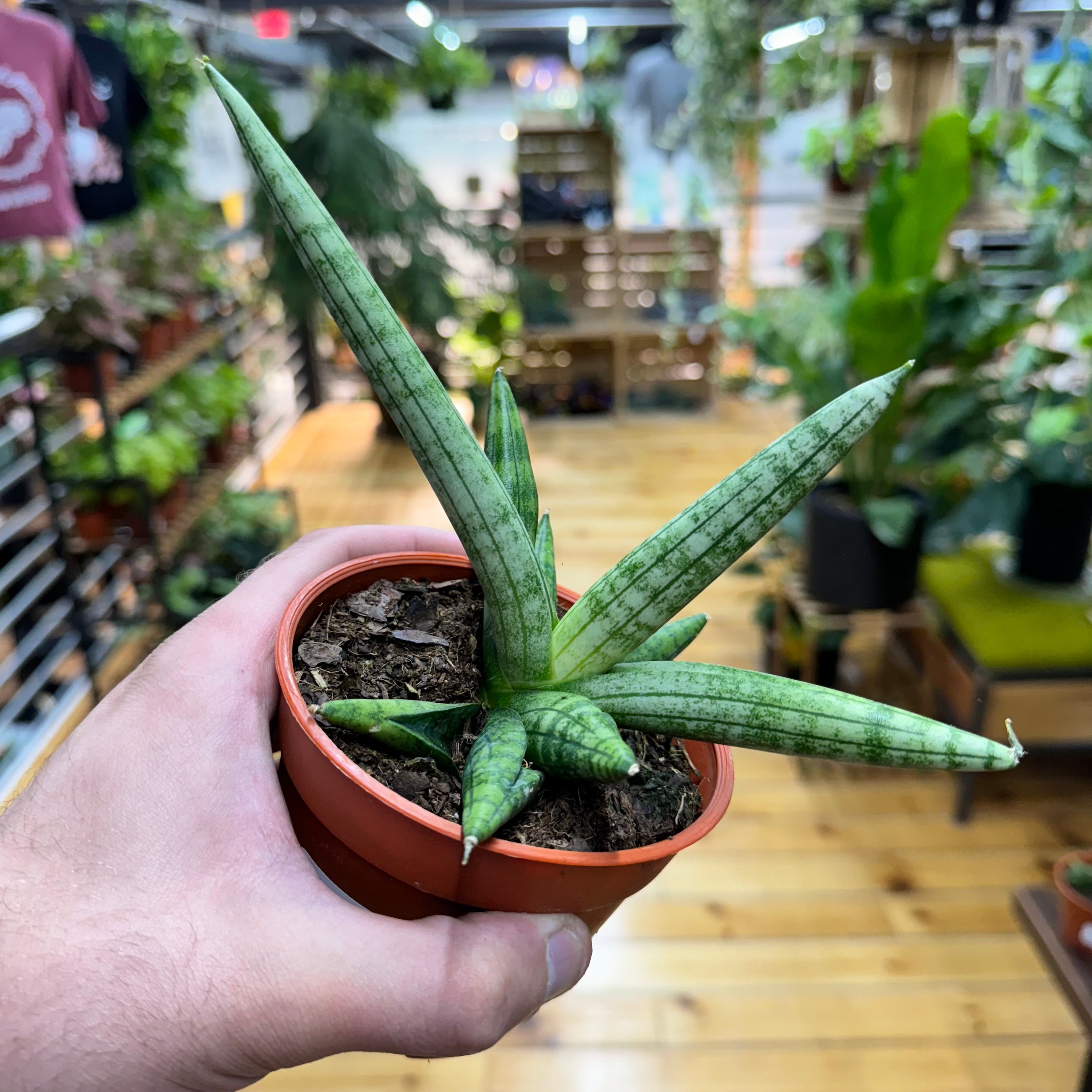 Sansevieria Boncenllensis