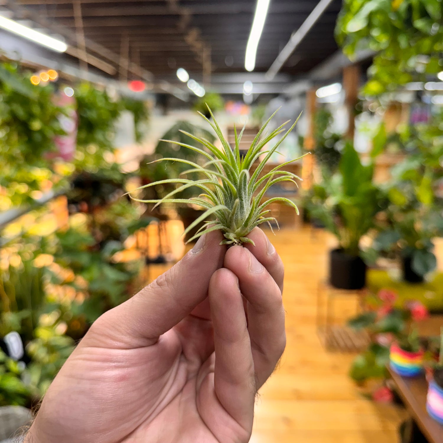 Miniata Air Plant