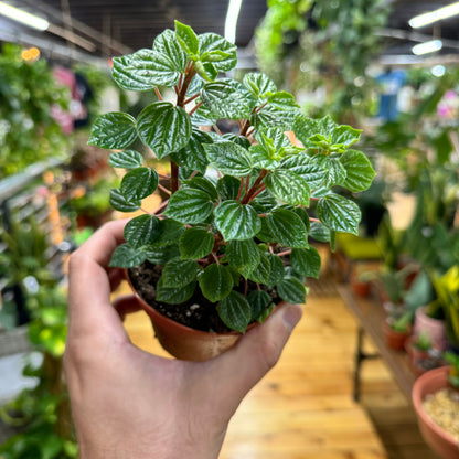 Peperomia Meridana