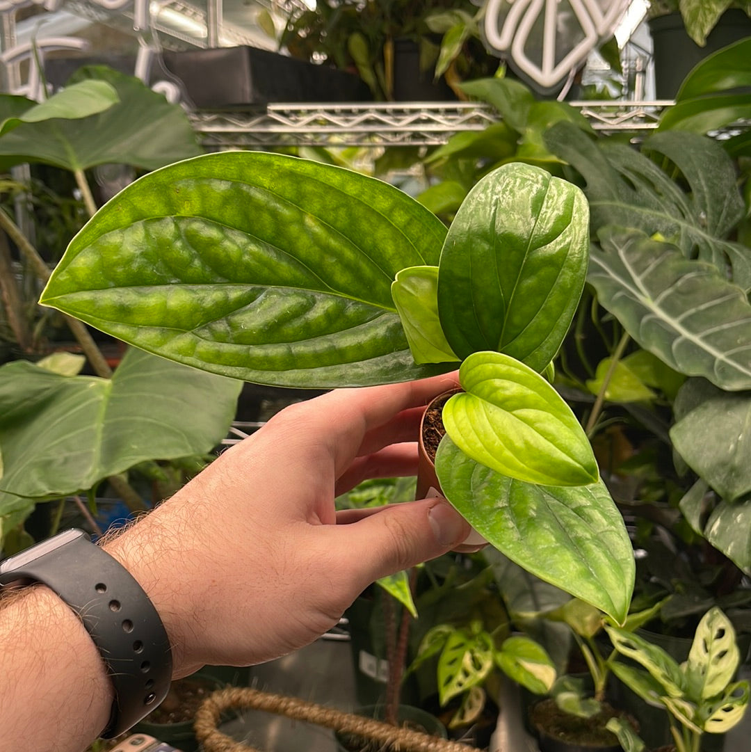 Monstera Peru