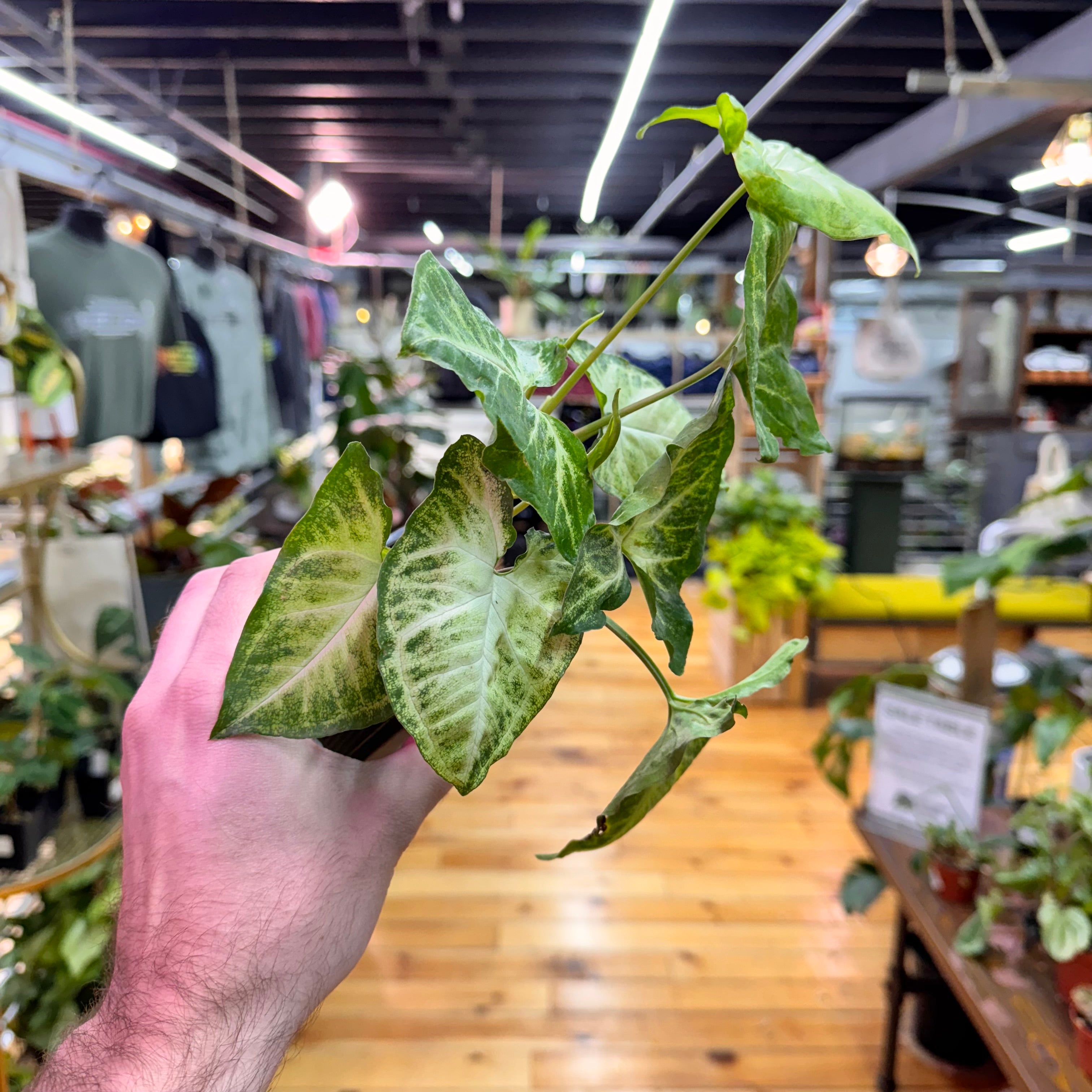 Syngonium White Butterfly