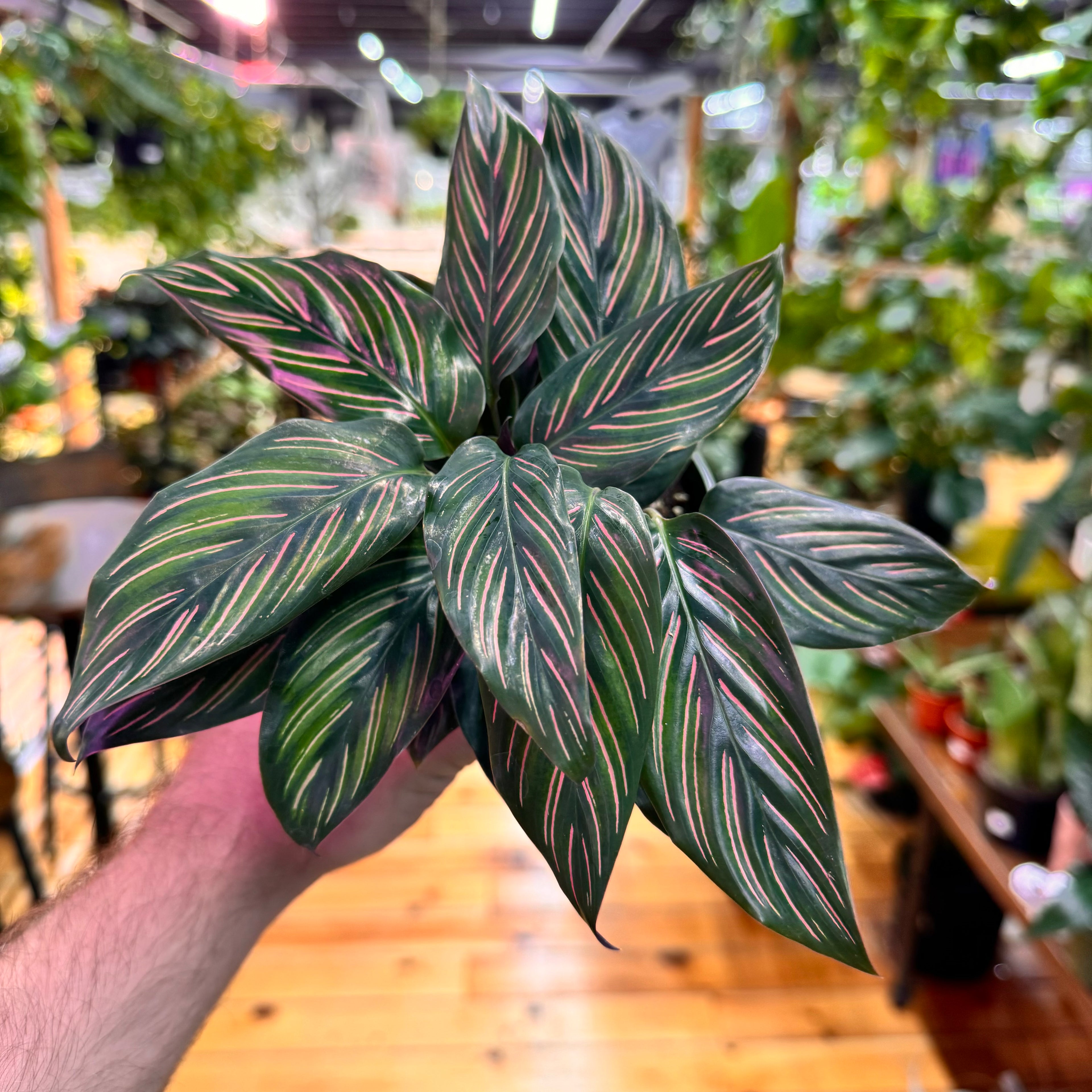 Calathea Beauty Star