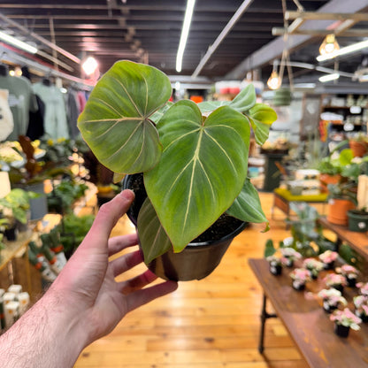 Philodendron Gloriosum