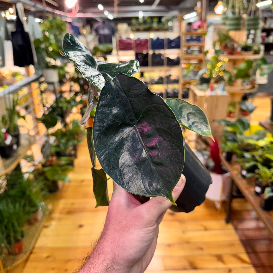 Alocasia Green Unicorn