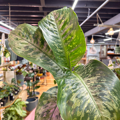 Dieffenbachia Panther