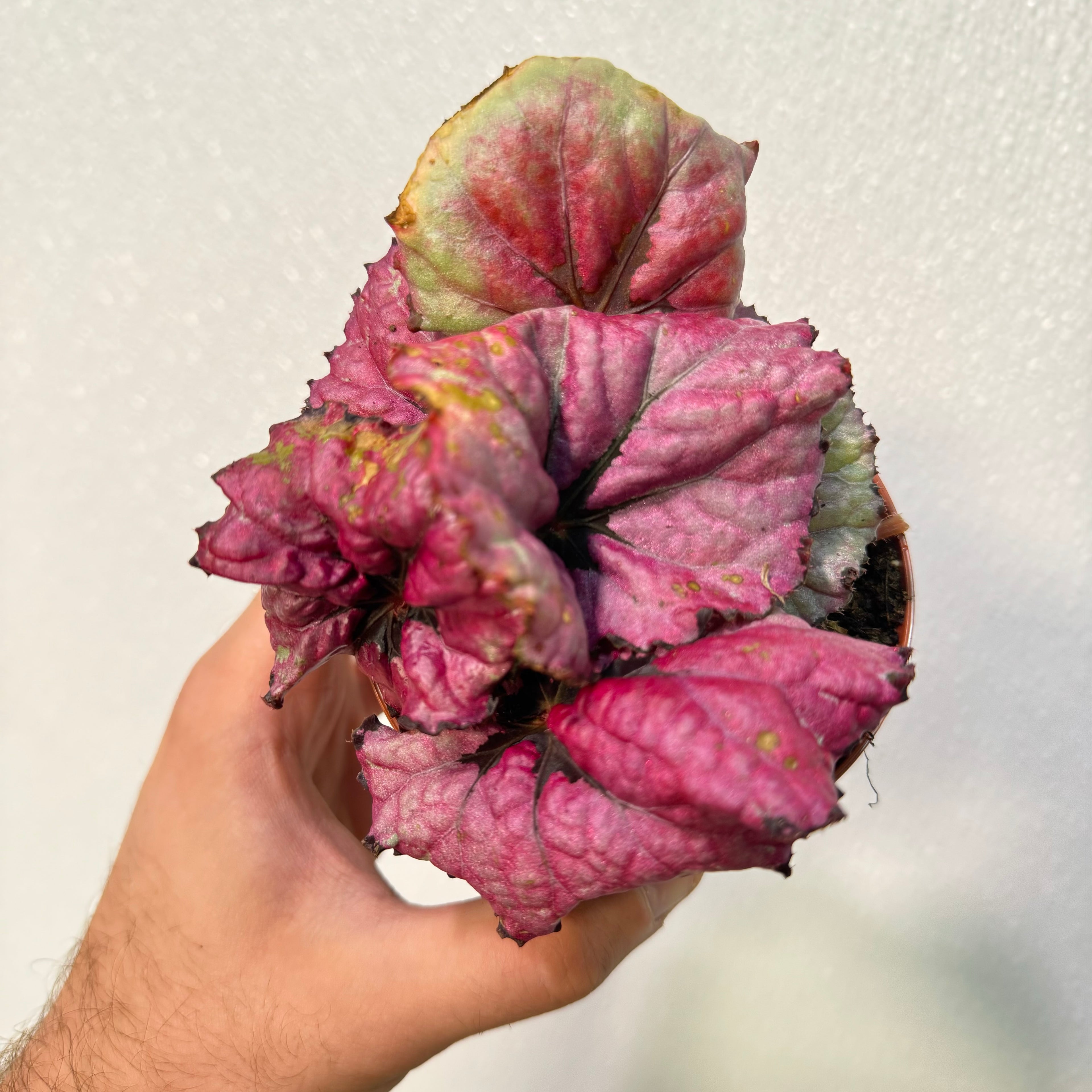 Begonia Kotobugi