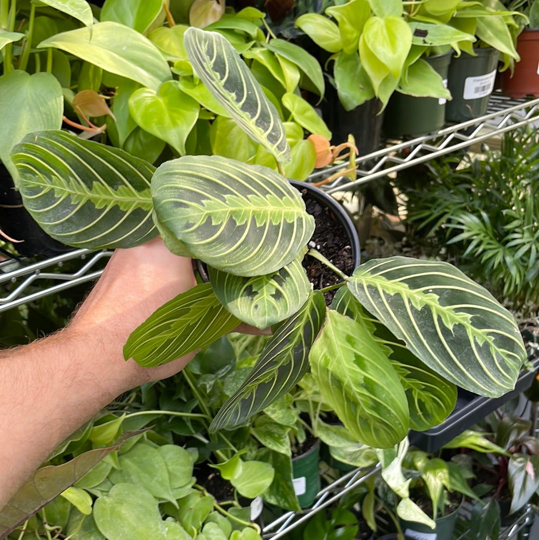 Maranta Lemon Lime