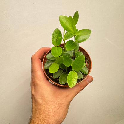 Hoya Cumingiana